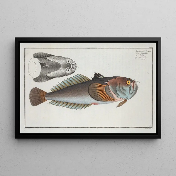 Marcus Elieser Bloch - Uranoscopus Scaber The StarGazer.webp