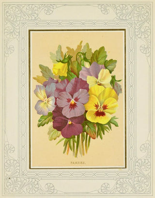 Marcus Ward Co - Pansies.webp