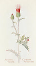 Arizona-takiais - Margaret Armstrong — näkymä teoksesta