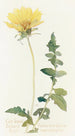 Balsamorhize leikkilehdet - Margaret Armstrong — näkymä teoksesta