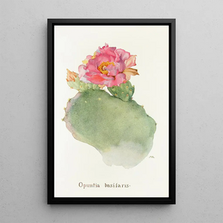Margaret Armstrong - Opuntia basilaris.webp