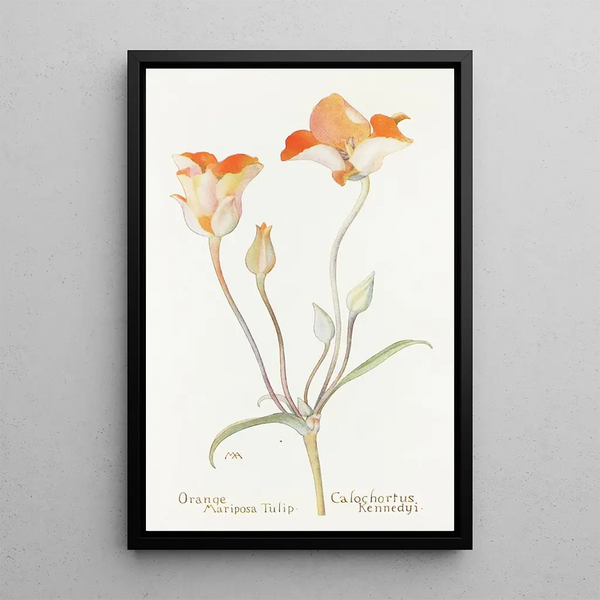 Margaret Armstrong - Orange Mariposa Tulip.webp