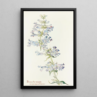 Margaret Armstrong - Penstemon cyananthus.webp