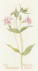 Mimulus vaaleanpunainen - Margaret Armstrong — näkymä teoksesta