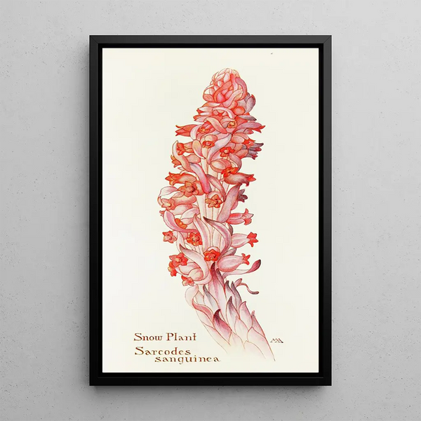 Margaret Armstrong - SnowPlant.webp