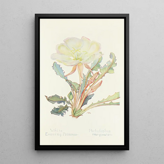 Margaret Armstrong - White Evening Primrose.webp