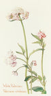 Villivaleriana - Margaret Armstrong — näkymä teoksesta