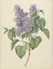 Branche avec des lilas violets - Maria Geertruida Barbiers-Snabili — näkymä teoksesta