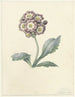 Étude de fleurs - Maria Margaretha van Os — näkymä teoksesta