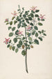 Punaisen-purppuran kukkiva Sebastiana africana purpurea - Maria Moninckx — näkymä teoksesta