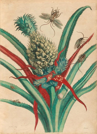 Maria Sibylla Merian - Ananas.webp