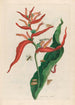 Ballia - Maria Sibylla Merian — näkymä teoksesta