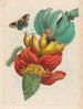 Banane - Maria Sibylla Merian — näkymä teoksesta