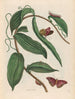 Vanille - Maria Sibylla Merian — näkymä teoksesta