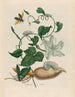 Battattes - Maria Sibylla Merian — näkymä teoksesta