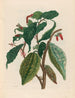 Cacao - Maria Sibylla Merian — näkymä teoksesta