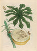Carica papaya - Maria Sibylla Merian — näkymä teoksesta