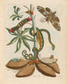 Manioc - Maria Sibylla Merian — näkymä teoksesta