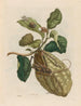 Citronniers - Maria Sibylla Merian — näkymä teoksesta