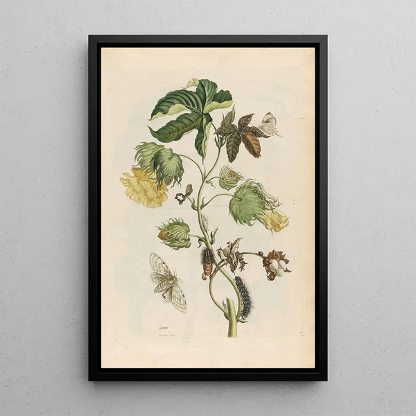 Maria Sibylla Merian - Cotonier.webp