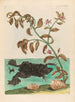 Cresson - Maria Sibylla Merian — näkymä teoksesta