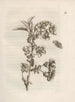 La transformation miraculeuse des chenilles et l'étrange nourriture pour fleurs Pl. 012 - Maria Sibylla Merian — näkymä teoksesta
