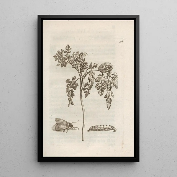 Maria Sibylla Merian - Der Raupen wunderbare Verwandelung und sonderbare BlumenNahrung Pl017.webp