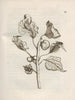 La transformation miraculeuse des chenilles et l'étrange nourriture des fleurs Pl043 - Maria Sibylla Merian — näkymä teoksesta