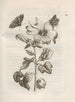 La transformation miraculeuse des chenilles et l'étrange nourriture des fleurs Pl049 - Maria Sibylla Merian — näkymä teoksesta