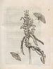 La transformation miraculeuse des chenilles et l'étrange nourriture des fleurs Pl056 - Maria Sibylla Merian — näkymä teoksesta