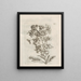 La transformation miraculeuse des chenilles et l'étrange nourriture des fleurs Pl066 - Maria Sibylla Merian — kehystetty taideteos seinällä