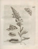 La transformation miraculeuse des chenilles et l'étrange nourriture des fleurs Pl070 - Maria Sibylla Merian — näkymä teoksesta