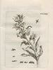 La transformation miraculeuse des chenilles et l'étrange nourriture des fleurs Pl084 - Maria Sibylla Merian — näkymä teoksesta