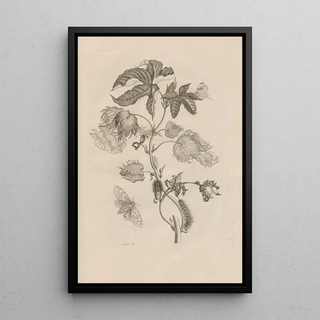 Maria Sibylla Merian - Dissertatio de generatione et metamorphosibus insectorum surinamensium Pl10.webp