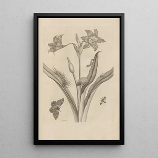 Maria Sibylla Merian - Dissertatio de generatione et metamorphosibus insectorum surinamensium Pl22.webp