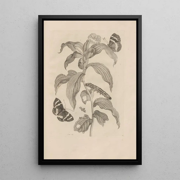 Maria Sibylla Merian - Dissertatio de generatione et metamorphosibus insectorum surinamensium Pl36.webp