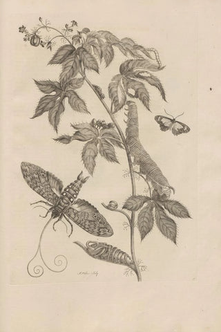 Maria Sibylla Merian - Dissertatio de generatione et metamorphosibus insectorum surinamensium Pl38.webp