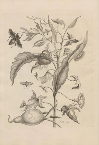 Maria Sibylla Merian - Dissertatio de generatione et metamorphosibus insectorum surinamensium Pl41.webp