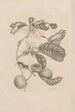Dissertatio de generatione et metamorphoses des insectes surinamens Pl43 - Maria Sibylla Merian — näkymä teoksesta