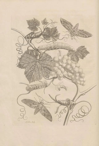 Maria Sibylla Merian - Dissertatio de generatione et metamorphosibus insectorum surinamensium Pl47.webp