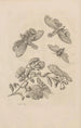 Dissertatio de generatione et metamorphoses des insectes surinamens Pl49 - Maria Sibylla Merian — näkymä teoksesta