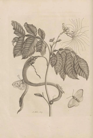 Maria Sibylla Merian - Dissertatio de generatione et metamorphosibus insectorum surinamensium Pl51.webp