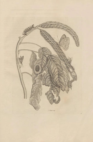 Maria Sibylla Merian - Dissertatio de generatione et metamorphosibus insectorum surinamensium Pl58.webp