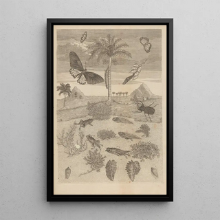 Maria Sibylla Merian - Dissertatio de generatione et metamorphosibus insectorum surinamensium Pl72.webp