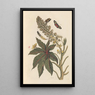 Maria Sibylla Merian - Dissertation sur la generation et les transformations des insectes de Surinam Pl06.webp