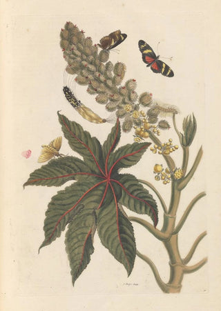 Maria Sibylla Merian - Dissertation sur la generation et les transformations des insectes de Surinam Pl06.webp