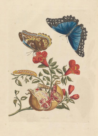 Maria Sibylla Merian - Dissertation sur la generation et les transformations des insectes de Surinam Pl10.webp