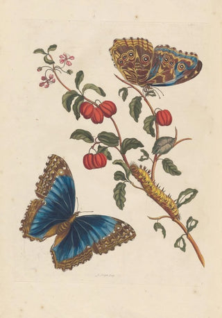 Maria Sibylla Merian - Dissertation sur la generation et les transformations des insectes de Surinam Pl18.webp