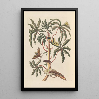 Maria Sibylla Merian - Dissertation sur la generation et les transformations des insectes de Surinam Pl19.webp