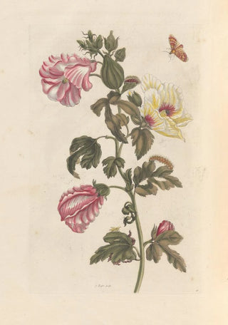 Maria Sibylla Merian - Dissertation sur la generation et les transformations des insectes de Surinam Pl27.webp